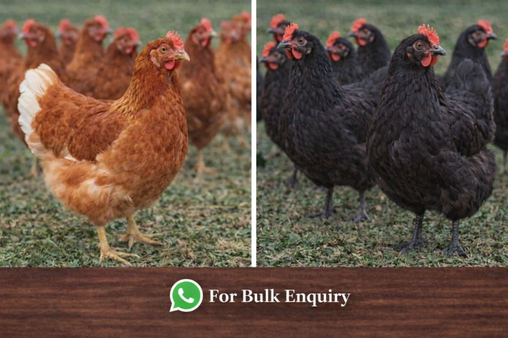Bulk poultry enquiry